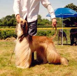 Bild-copyright by agha djari�s kennel