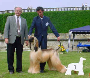 copyright by agha djari's kennel