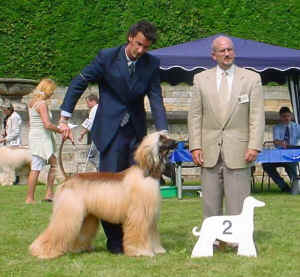 copyright by agha djari's kennel