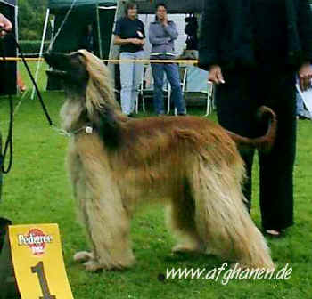 copyright by afghanen.de