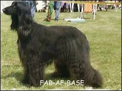 Bild Copyright by Nausikaa's Kennel