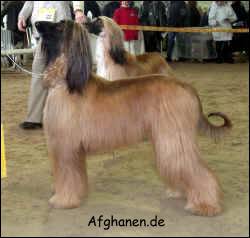 Copyright by afghanen.de