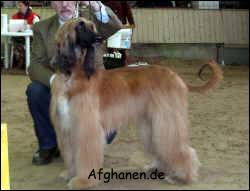 Copyright by afghanen.de