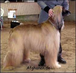 Copyright by afghanen.de