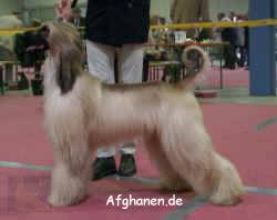 el-huend.JPG (583735 Byte)