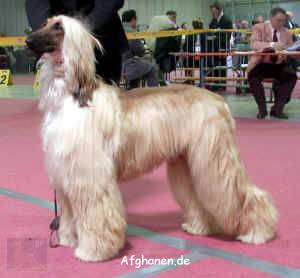 khayif-spickn.JPG (725760 Byte)