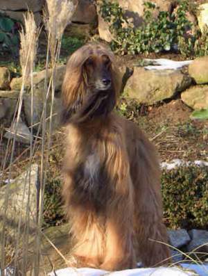 Bid-quelle- Homepage Az-Tarnak