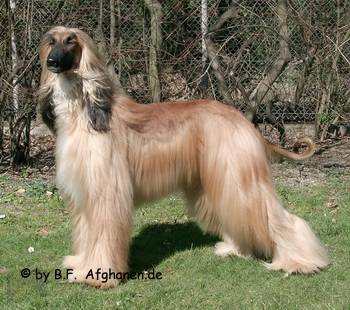 copyright by Afghanen.de