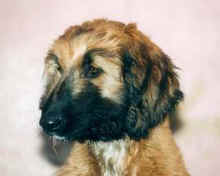 Bild-04.JPG (9568 Byte)