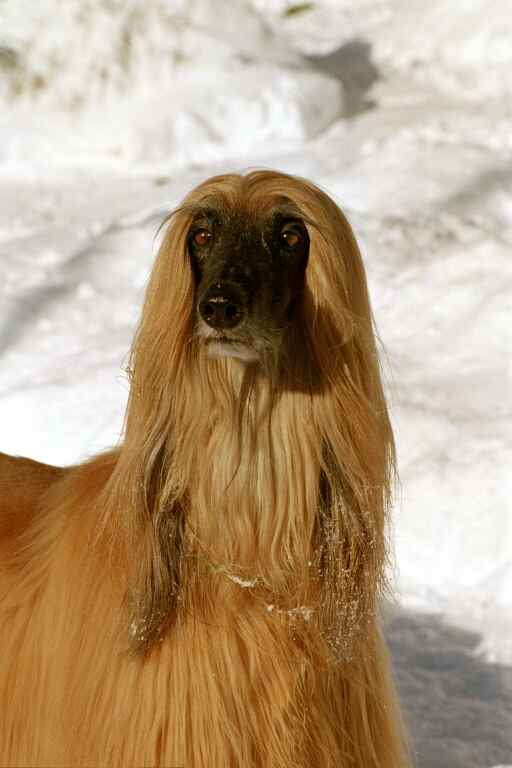 Bild, copyright by Daruma Kennel Swiss