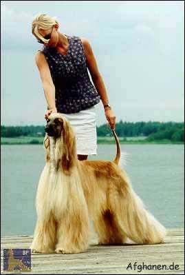 Photo copyright by Zhannel's Afghanhound Kennel (Fin)