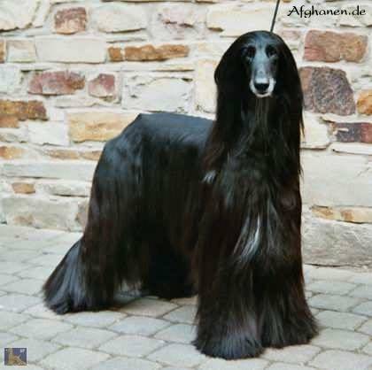 goleas-fayani.jpg (62049 Byte)