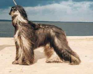 goleas-fuyara.JPG (59424 Byte)