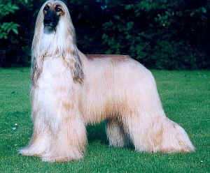 copyright by golea�s kennel
