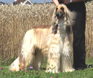 copyright by al jalalabad kennel schweiz