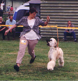 copyright by al jalalabad kennel schweiz