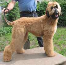 copyright by of Buckmal Kennel CH