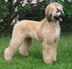 copyright by of Buckmal Kennel CH