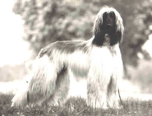 copyright by pachacumac-kennel
