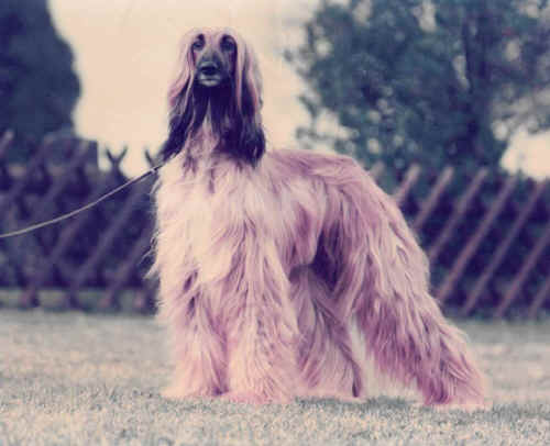 copyright by pachacumac-kennel