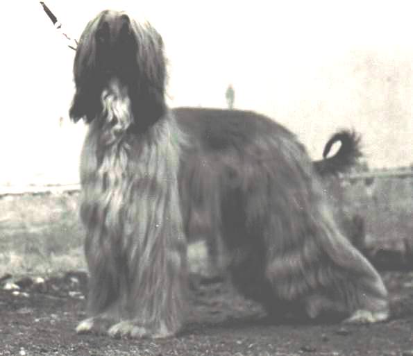 copyright by pachacumac-kennel