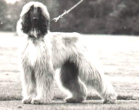copyright by pachacumac-kennel