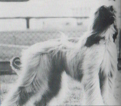 copyright by pachacumac-kennel