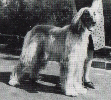 copyright by pachacumac-kennel