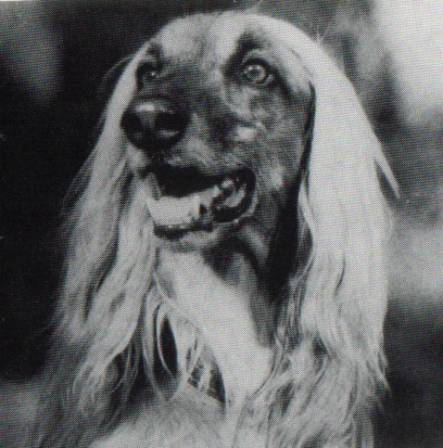copyright by pachacumac-kennel