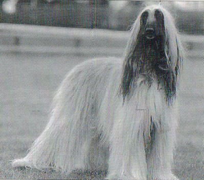 copyright by pachacumac-kennel