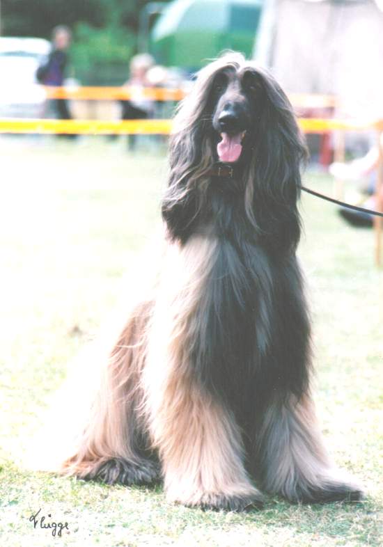 copyright by pachacumac-kennel