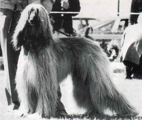 copyright by pachacumac-kennel