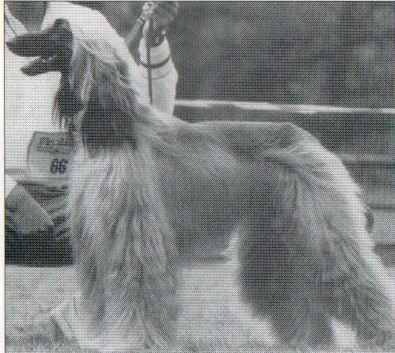 copyright by pachacumac-kennel