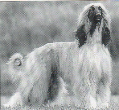 copyright by pachacumac-kennel