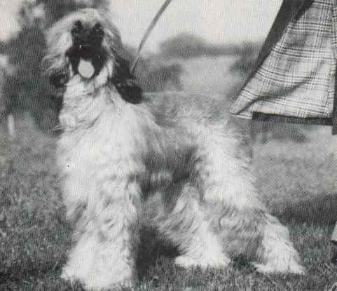 copyright by pachacumac-kennel