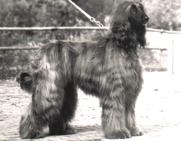 copyright by pachacumac-kennel