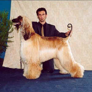 Click here to view pedigrees
