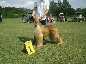 cac-hund.jpg (84701 Byte)