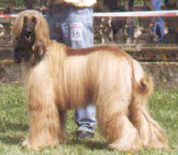 Arkhon.jpg (23355 Byte)
