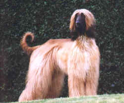 Barinja.jpg (32316 Byte)