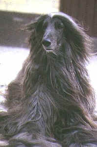 quirin.jpg (25882 Byte)