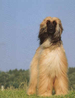 bahran-schah-von-katwiga.jpg (68711 Byte)