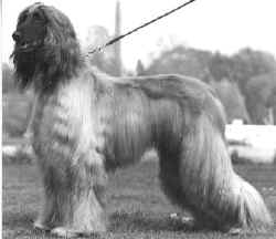 1ophir.jpg (16057 Byte)