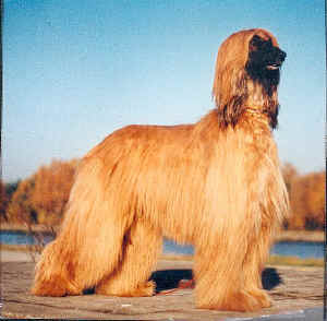 nausikaas-opal.jpg (70906 Byte)