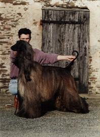 Click here to view pedigrees