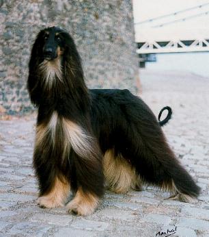 Click here to view pedigrees