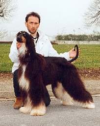 Click here to view pedigrees