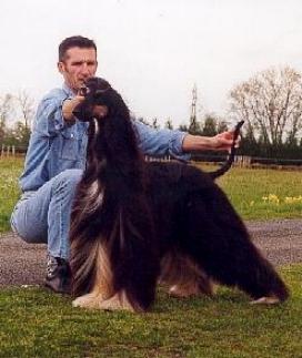 Click here to view pedigrees