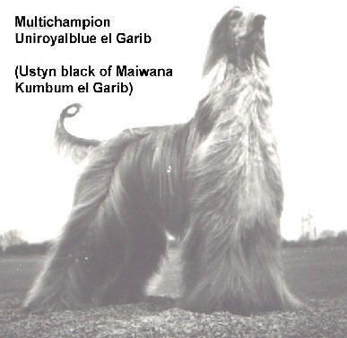 uniroyalblue.jpg (19795 Byte)