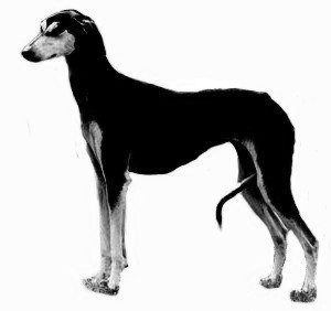 Saluki sw